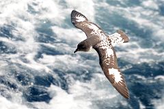13B Cape Petrel Bird From The Quark Expeditions Cruise Ship In The Drake Passage Sailing To Antarctica